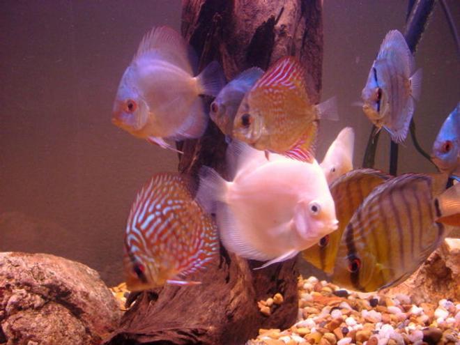 freshwater fish - symphysodon sp. - white discus stocking in 55 gallons tank - discus