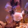 freshwater fish - symphysodon sp. - white discus stocking in 55 gallons tank - discus