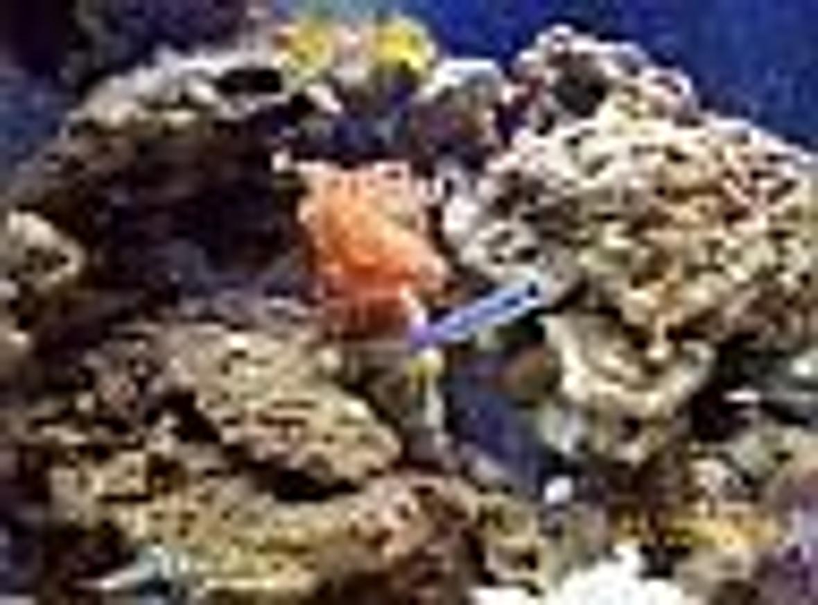 fish tank picture - We are a new tank with live rock, coral, anenomes, shrimp, crabs and snails. Just lost our harlequin. I believe the shrimp was too young for a fairly new tank