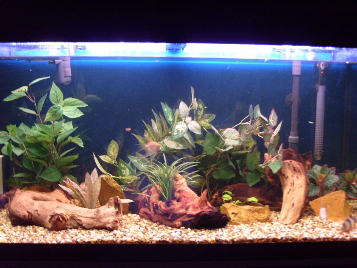 44 gallons freshwater fish tank (mostly fish and non-living decorations) - My tank