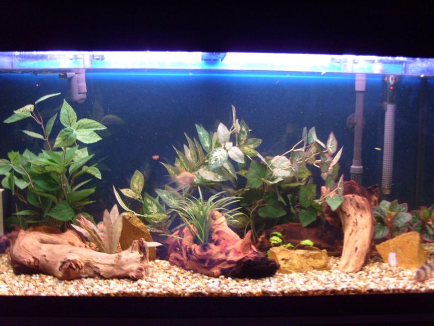 Rated #2235: 44 Gallons Freshwater Fish Tank - My tank