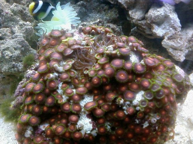 corals inverts - zoanthus sp. - colony polyp, orange spot stocking in 46 gallons tank - colony of zoas on a showpiece live rock with a neon green anemone and sebae clownfish in the background