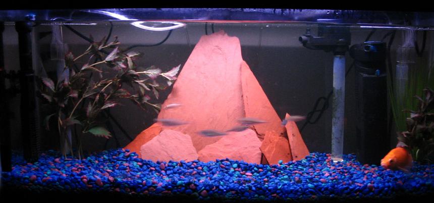 Rated #3415: 30 Gallons Freshwater Fish Tank - 30 long with home made slate mountain