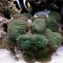 corals inverts - rhodactis sp. - green mushroom stocking in 46 gallons tank - colony of 20 green mushroom corals