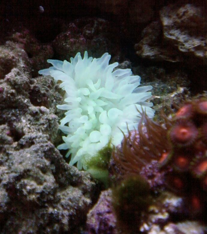 corals inverts - entacmaea quadricolor - bubble tip anemone stocking in 46 gallons tank - neon green bubble tip anemone