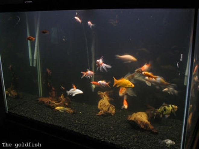 45 gallons freshwater fish tank (mostly fish and non-living decorations) - 150 gallon 4"X2"X2.5"  with shubunkin goldfish, comet goldfish, common goldfish, dojo loaches, and a koi. Mopani driftwood, black bg, and the "plant and aquarium" bulb from walmart  :P largest fish is a 13" shubunkin goldfish