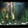 45 gallons planted tank (mostly live plants and fish) - 20 gallon tall decorated with live plants a severum cichlid and a chinese algae eater
