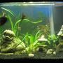 45 gallons planted tank (mostly live plants and fish) - 29 gallon tall, simplistic planted tank. regular gravel, no fertilization except fish, "plant and aquarium" bulb from walmart. Tank houses angelfish, a severum cihclid, and 2 australian rainbowfish