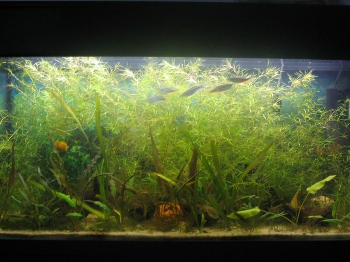 35 gallons planted tank (mostly live plants and fish) - 35g planted. 2wpg. plants; najas grass, crypts, java moss, vals, anubias..Plain sand as gravel. no Co2 and no ferts.. low maintainance tank overall.. With patience you get this.
