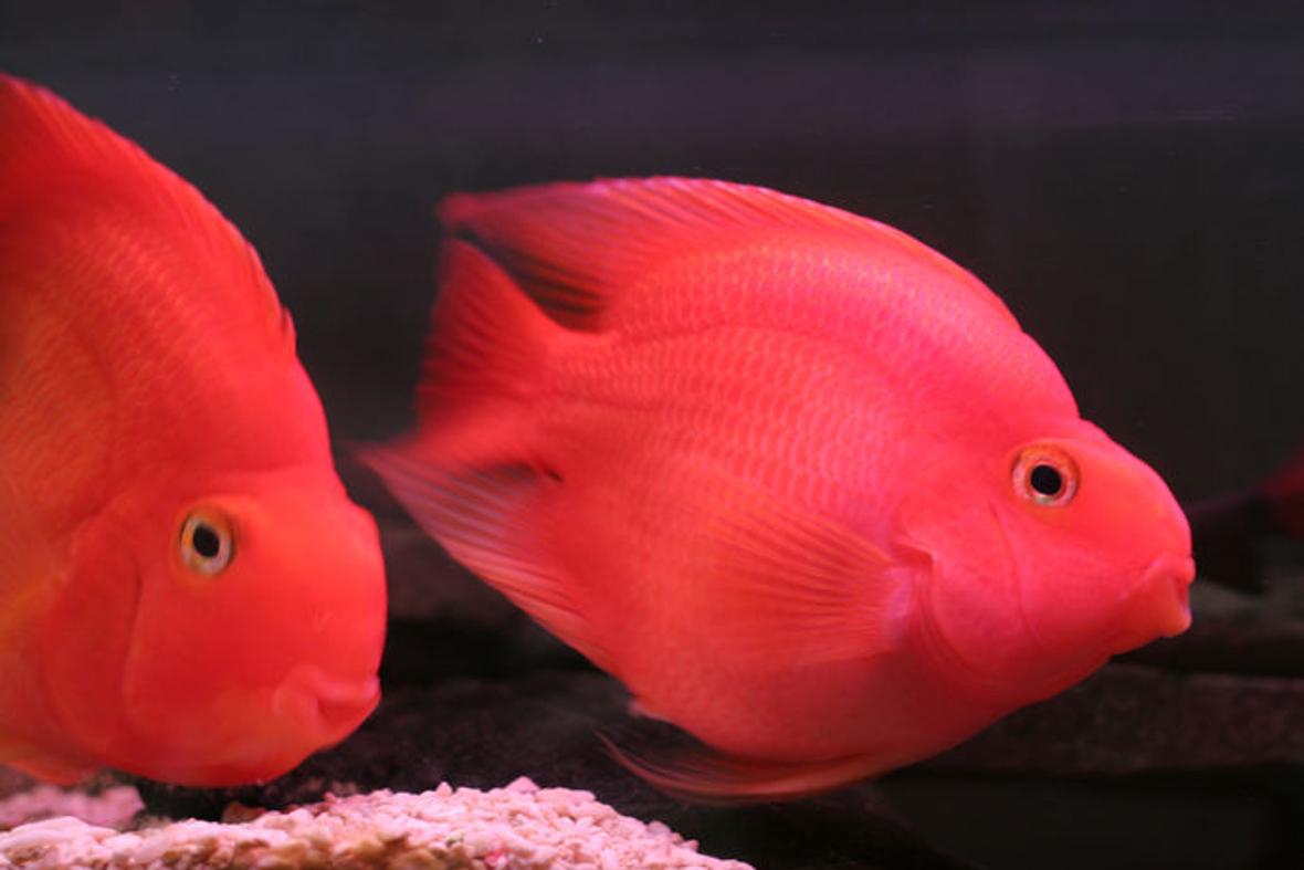 freshwater fish - heros severus x amphilophus citrinellum - blood parrot stocking in 75 gallons tank - pOOyan's parrots