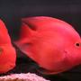 freshwater fish - heros severus x amphilophus citrinellum - blood parrot stocking in 75 gallons tank - pOOyan's parrots