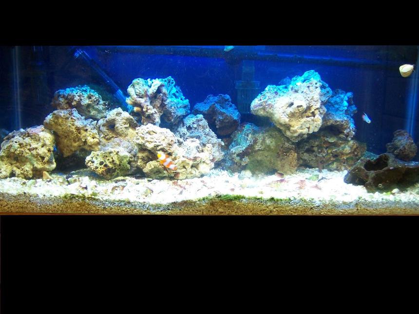Rated #225: 30 Gallons Reef Tank - An updated pic of my tank..