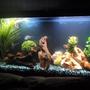 60 gallons freshwater fish tank (mostly fish and non-living decorations) - Front tank view.