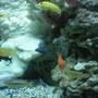 fish tank picture - Malawi tank