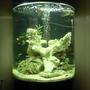 fish tank picture - malawi tank