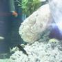fish tank picture - malawi tank