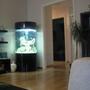 fish tank picture - malawi tank