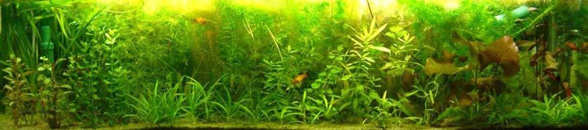 30 gallons planted tank (mostly live plants and fish) - My fish tank...before was only plants with mollies