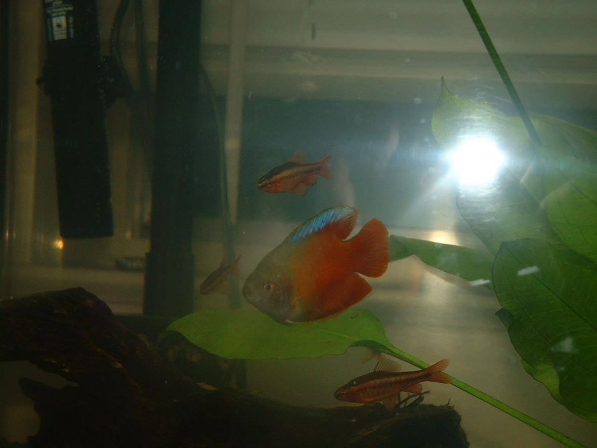 freshwater fish - colisa lalia - flame dwarf gourami stocking in 12 gallons tank - my new dwarf gourami and 3 of my 4 tiger barbs