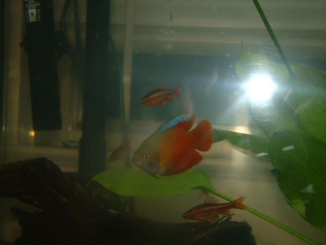 freshwater fish - colisa lalia - flame dwarf gourami stocking in 12 gallons tank - my new dwarf gourami and 3 of my 4 tiger barbs