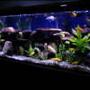 fish tank picture - more photos of the cichlid tank