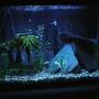 29 gallons freshwater fish tank (mostly fish and non-living decorations) - 29 Gallon Tank with 50 50 lighting.