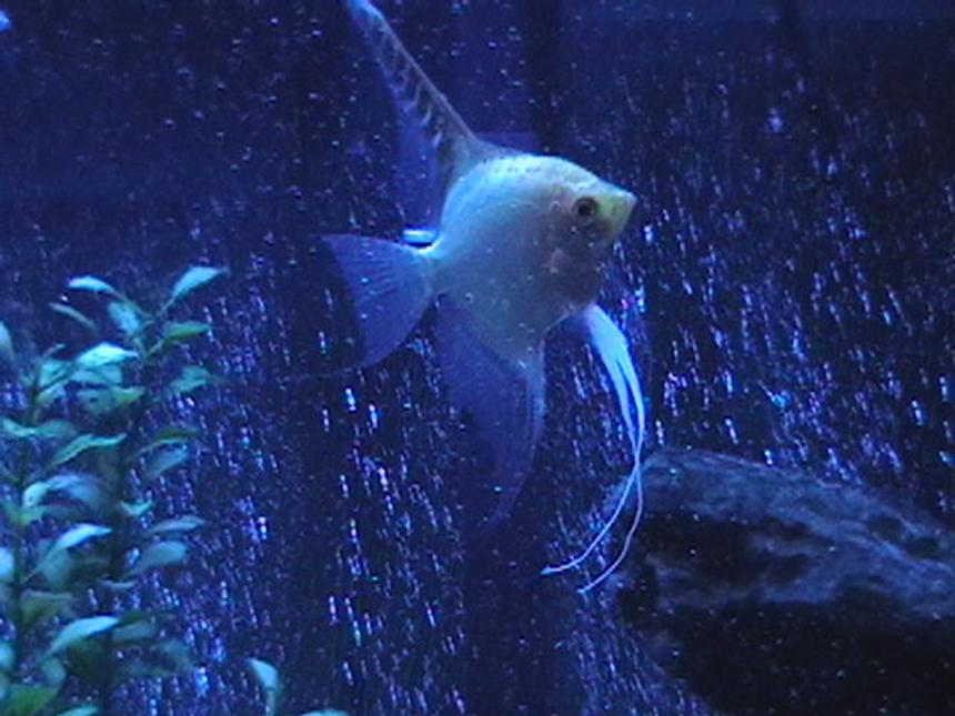 Rated #1292: Freshwater Fish - Pterophyllum Sp. - Gold Veil Angel Stocking In 29 Gallons Tank - Angelfish with lunar lighting.
