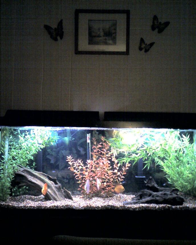 55 gallons freshwater fish tank (mostly fish and non-living decorations) - 55 gal discus tank