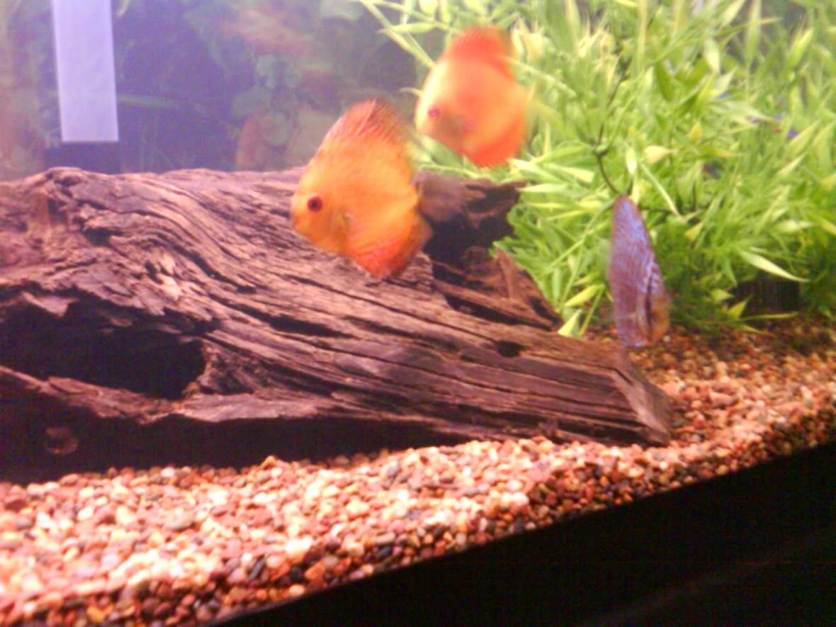 fish tank picture - aren't they pretty?