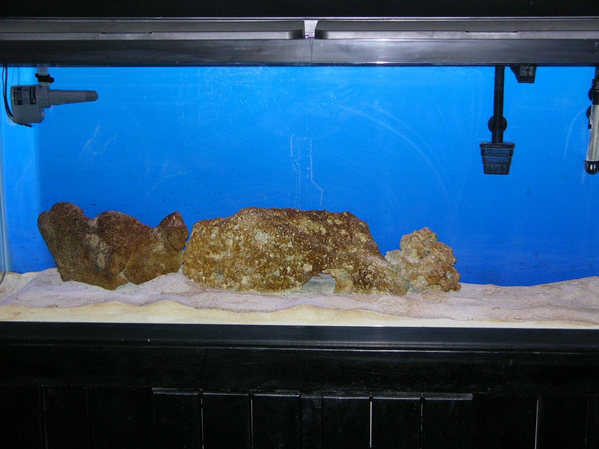 fish tank picture - Just started at beginning of Feb. Lots more to go