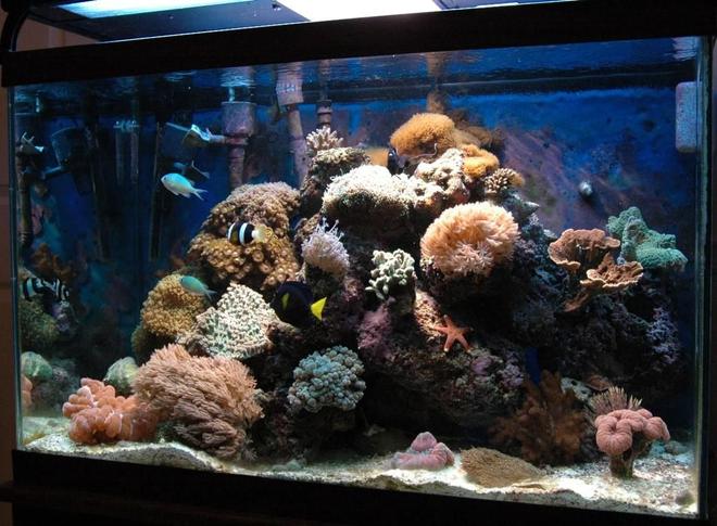 65 gallons reef tank (mostly live coral and fish) - 65 gallon tank in my office