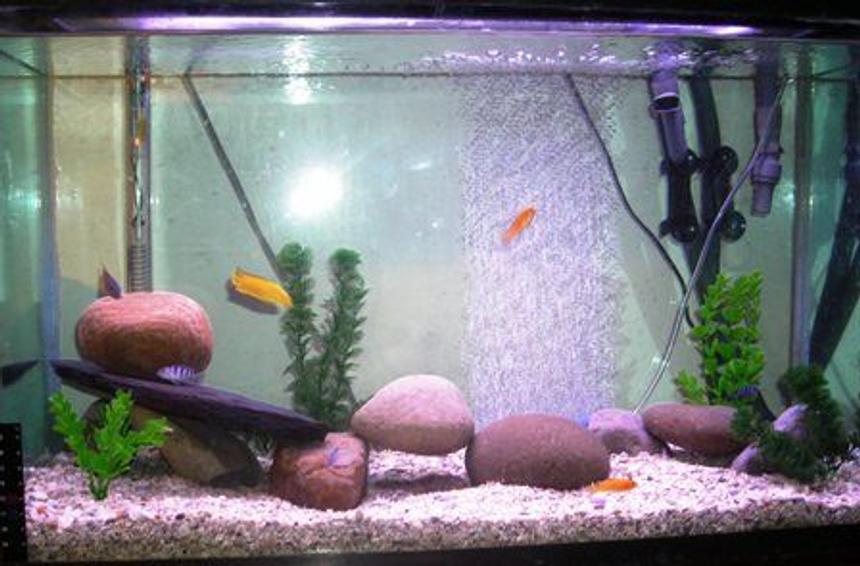 Rated #3951: 30 Gallons Freshwater Fish Tank - my tank1