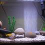 fish tank picture - my tank 3