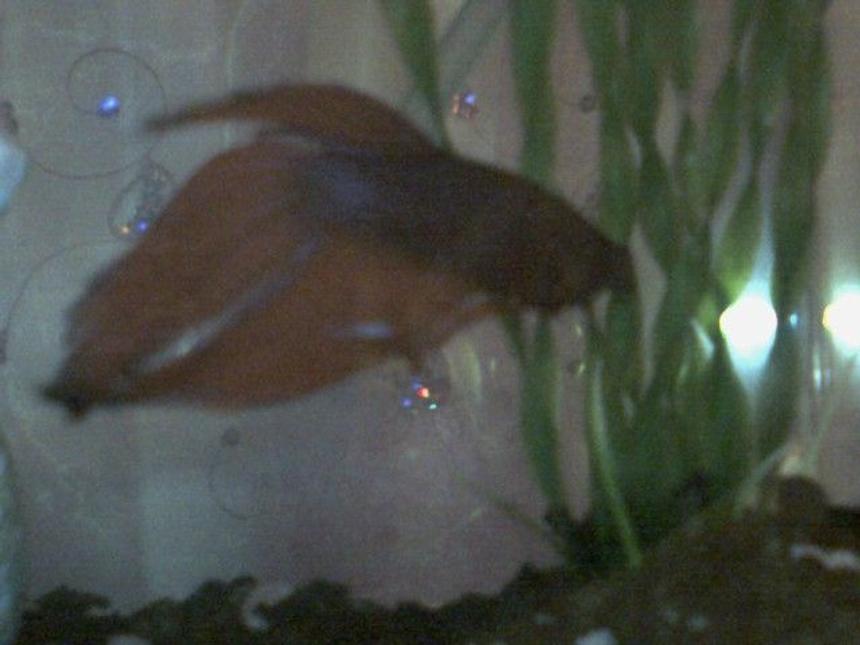 Rated #2463: Freshwater Fish - Betta Splendens - Betta - Male Stocking In 2 Gallons Tank - Garter and his plant