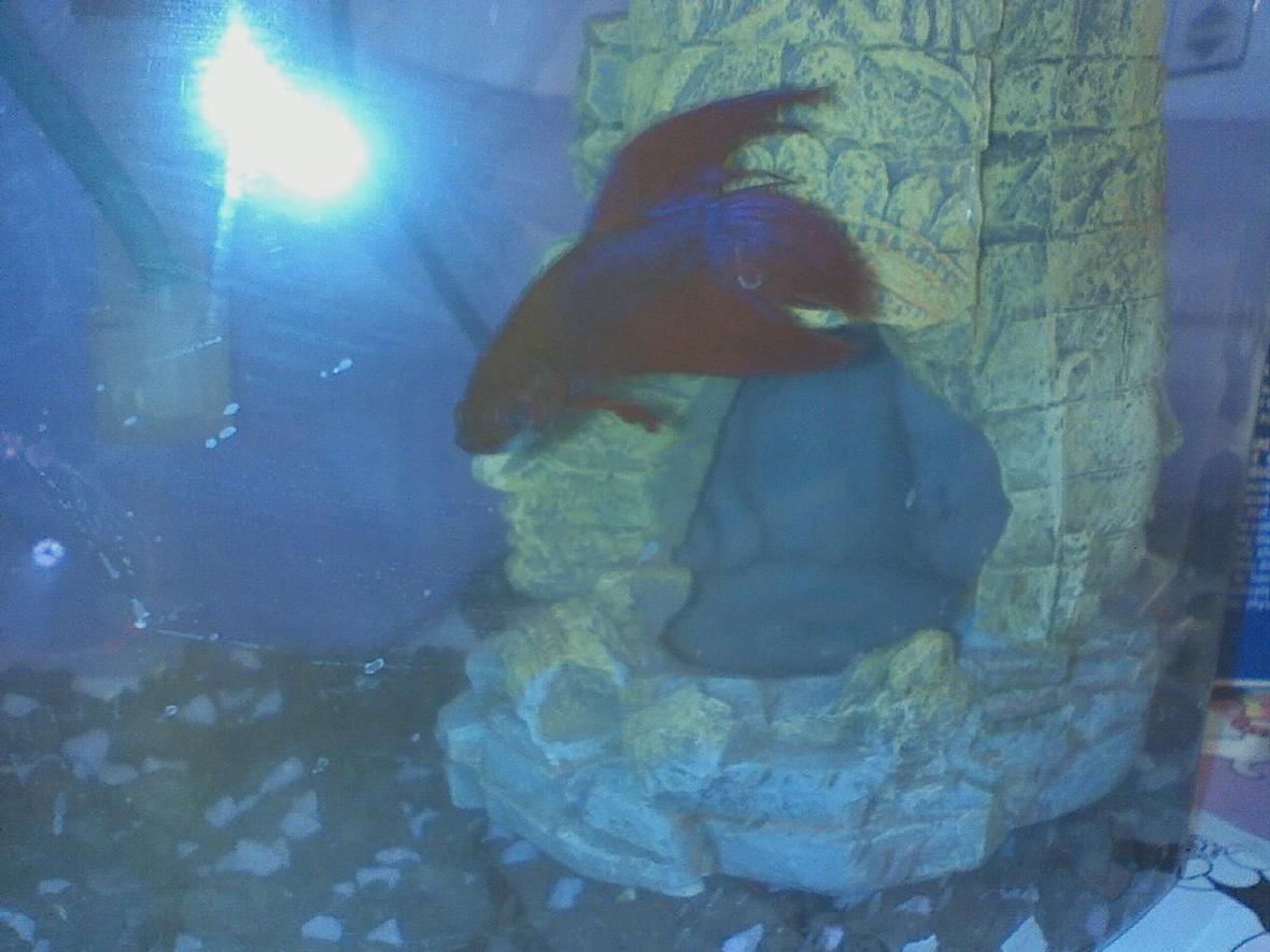 freshwater fish - betta splendens - betta - male stocking in 2 gallons tank - My first fishy garter and his tiki hut. RIP Gartie