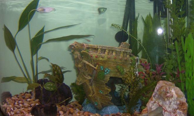 54 gallons planted tank (mostly live plants and fish) - 54g corner tank