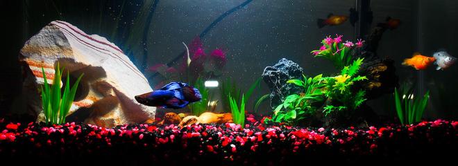 10 gallons freshwater fish tank (mostly fish and non-living decorations) - This is our first fish tank.
It's a 10 gallon freshwater tank, holding 1 betta (shown in front), 2 balloon mollies, 2 sunset platies, and one pleco (and they all *do* get along very well).

Will probably upgrade to a bigger tank once the pleco grows.

Decorations are mostly artificial...some natural driftwood, and natural rock on the left.