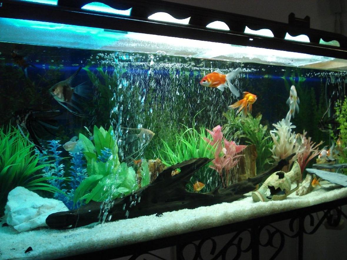 55 gallons freshwater fish tank (mostly fish and non-living decorations) - My first one, I hope you like it.
