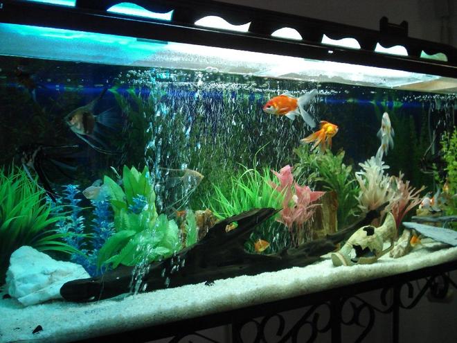 55 gallons freshwater fish tank (mostly fish and non-living decorations) - My first one, I hope you like it.