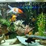 freshwater fish - carassius auratus - fantail goldfish stocking in 55 gallons tank - my cute little fishes