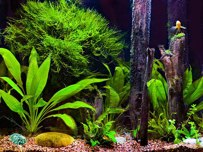 56 gallons freshwater fish tank (mostly fish and non-living decorations) - My fish habitat. 55g. I wanted it to look more natural to a real environment and not overly designed. Although it wasn't meant to mimic any realistic environment. I wanted to try to expand the space for the fish and try to make it so there were many things to swim around and varied locations for them. I took wood from the ohio river  for the vertical pieces and screwed them to thick plexi which is under the rocks and couple of different kind of plants. Its currently hads 2 golden gourmamis, 5 glass fish, cori catfish, red tail shark, bushy nose pleco, and a zebra danio (my first fish from two years ago!)  Just today i set up CO2 for the tank. I'm excited cause i will be able to get some plants i have wanted to get so it may change quite a bit soon.