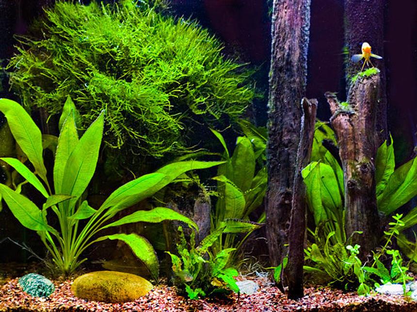 Rated #96: 56 Gallons Freshwater Fish Tank - My fish habitat. 55g. I wanted it to look more natural to a real environment and not overly designed. Although it wasn't meant to mimic any realistic environment. I wanted to try to expand the space for the fish and try to make it so there were many things to swim around and varied locations for them. I took wood from the ohio river  for the vertical pieces and screwed them to thick plexi which is under the rocks and couple of different kind of plants. Its currently hads 2 golden gourmamis, 5 glass fish, cori catfish, red tail shark, bushy nose pleco, and a zebra danio (my first fish from two years ago!)  Just today i set up CO2 for the tank. I'm excited cause i will be able to get some plants i have wanted to get so it may change quite a bit soon.