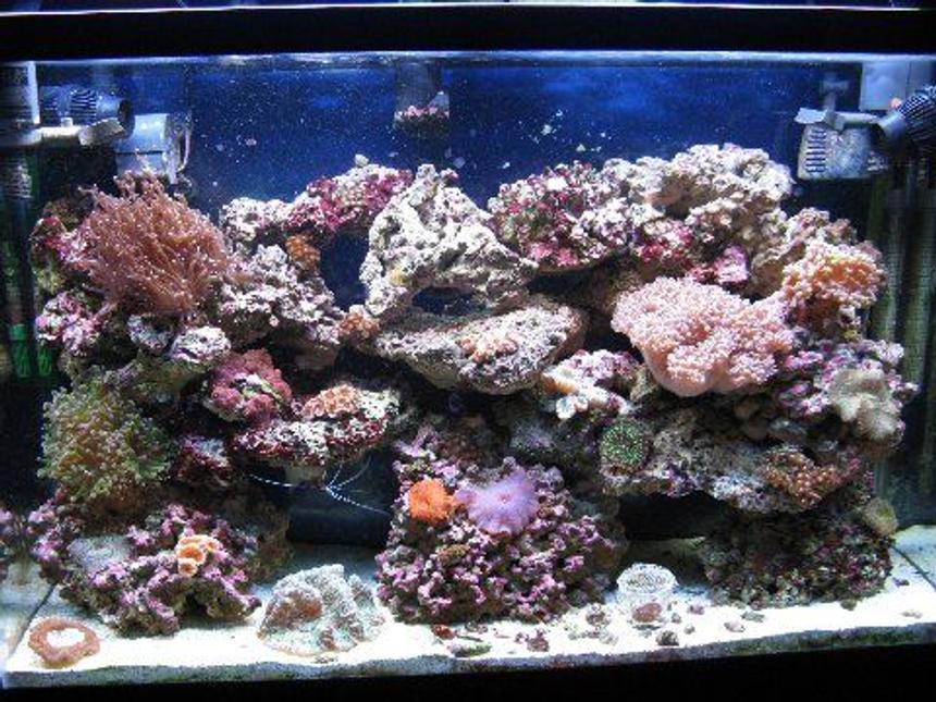 Rated #94: 45 Gallons Reef Tank - 45gl reef