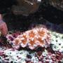 fish tank picture - acan