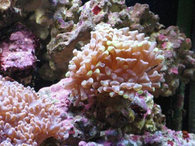 corals inverts - euphyllia paranchora - hammer / anchor coral, branching stocking in 45 gallons tank - hammer