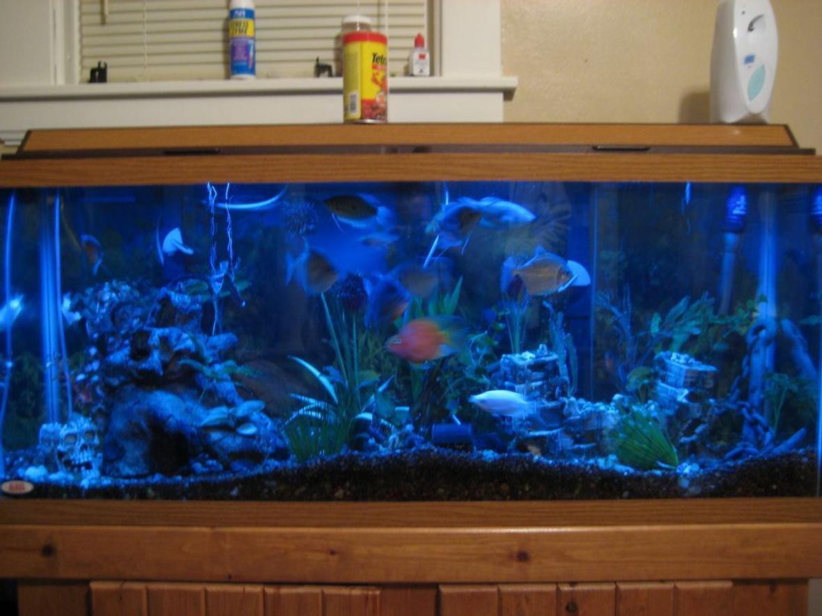 55 gallons freshwater fish tank (mostly fish and non-living decorations) - 55 gallon tank, soon to be 125 gallon