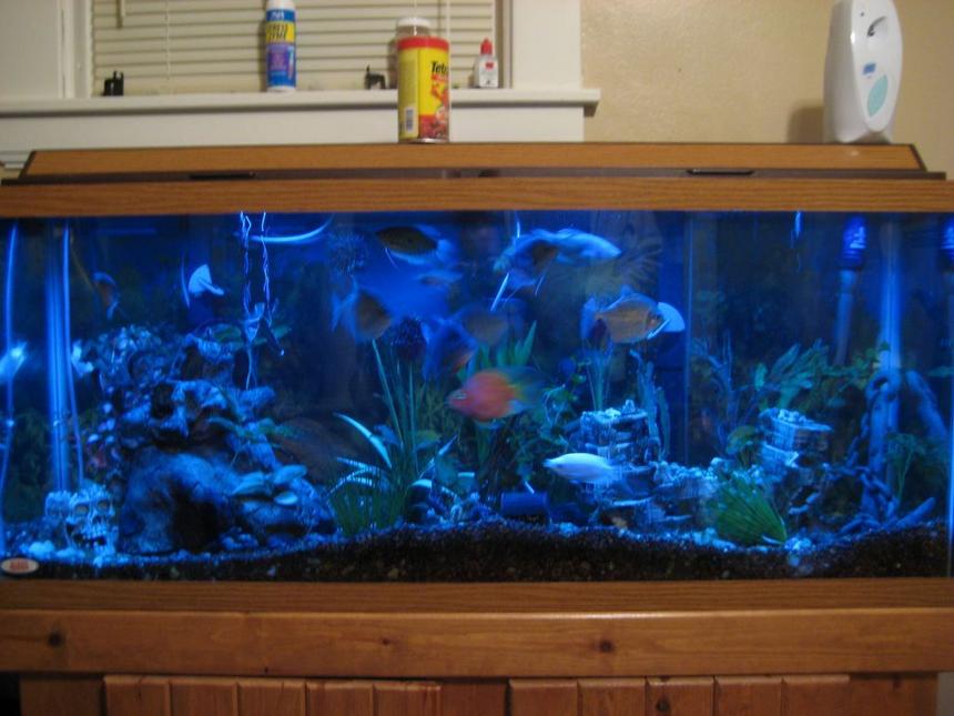 Rated #2332: 55 Gallons Freshwater Fish Tank - 55 gallon tank, soon to be 125 gallon