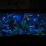 fish tank picture - 55