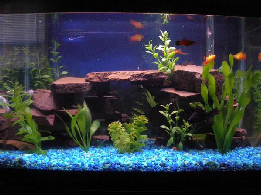 Rated #1877: 10 Gallons Freshwater Fish Tank - First ever tank. 10 Gal. built the rock ledges with a maryland flagstone used in our koi ponds. 18" bubble wand along back surface is off due to the  finding of 2 really small babies. Led lighting in coves. thanks.