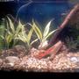 fish tank picture - Standard 29 Long